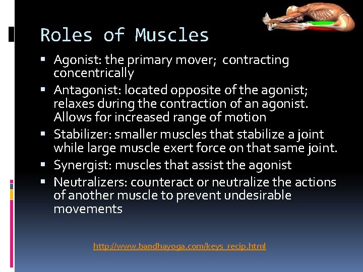 Roles of Muscles Agonist: the primary mover; contracting concentrically Antagonist: located opposite of the