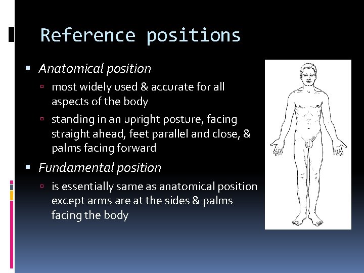 Reference positions Anatomical position most widely used & accurate for all aspects of the