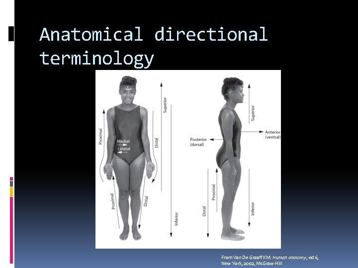 Anatomical directional terminology From Van De Graaff KM: Human anatomy, ed 6, New York,