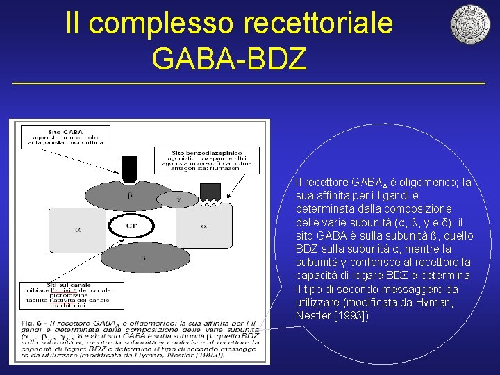 Il complesso recettoriale GABA-BDZ Il recettore GABAA è oligomerico; la sua affinità per i