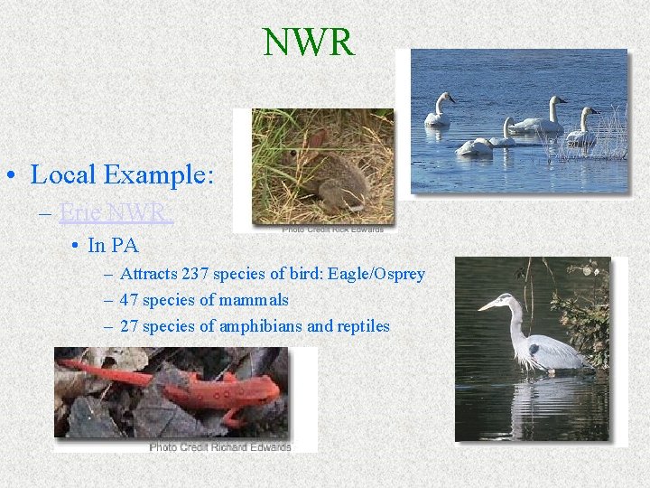 NWR • Local Example: – Erie NWR: • In PA – Attracts 237 species