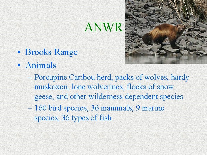 ANWR • Brooks Range • Animals – Porcupine Caribou herd, packs of wolves, hardy