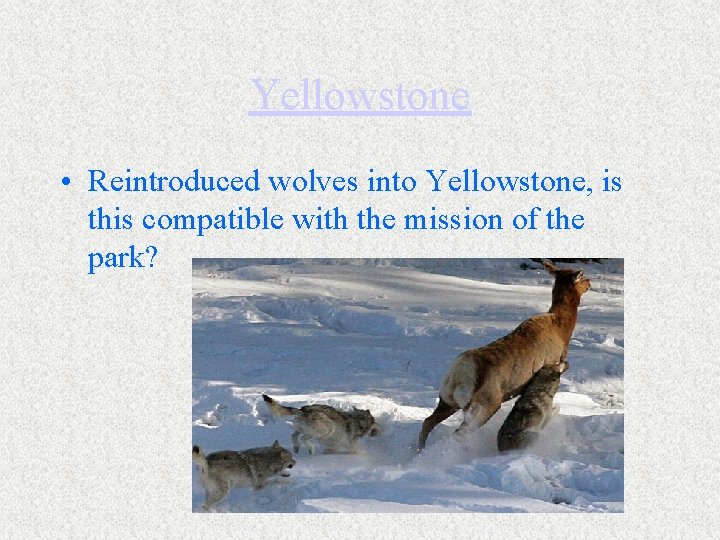 Yellowstone • Reintroduced wolves into Yellowstone, is this compatible with the mission of the