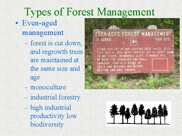 Types of Forest Management • Even-aged management – forest is cut down, and regrowth