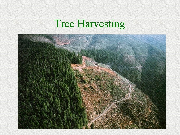 Tree Harvesting 