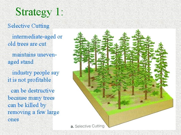 Strategy 1: Selective Cutting intermediate-aged or old trees are cut maintains unevenaged stand industry