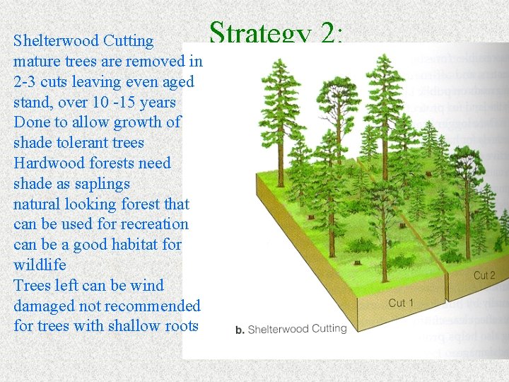 Shelterwood Cutting mature trees are removed in 2 -3 cuts leaving even aged stand,