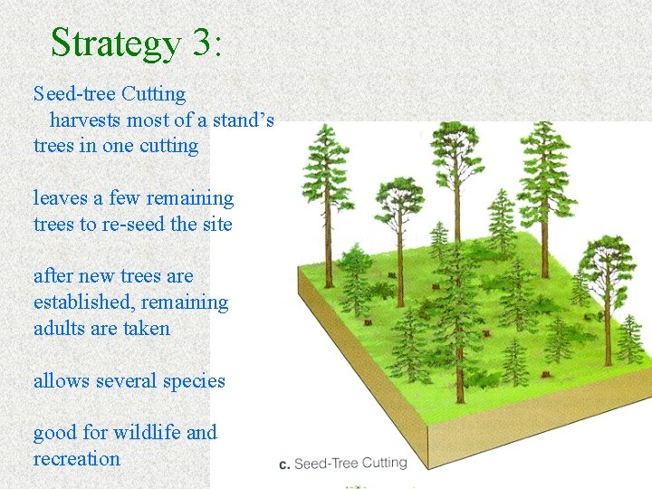 Strategy 3: Seed-tree Cutting harvests most of a stand’s trees in one cutting leaves