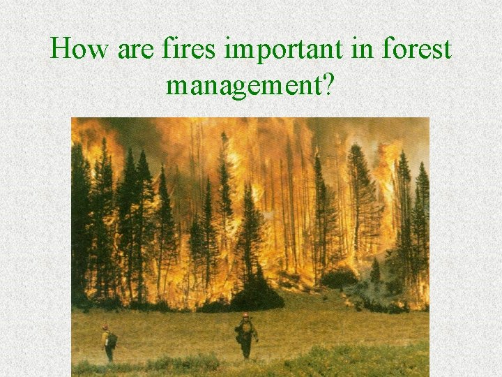 How are fires important in forest management? 