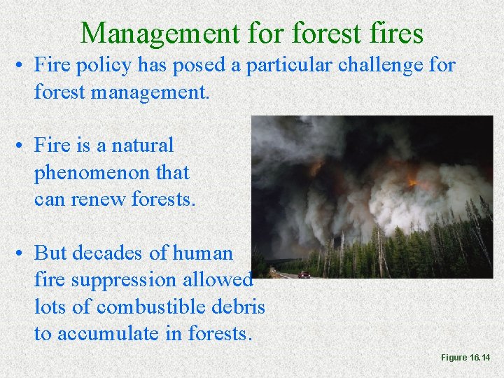 Management forest fires • Fire policy has posed a particular challenge forest management. •