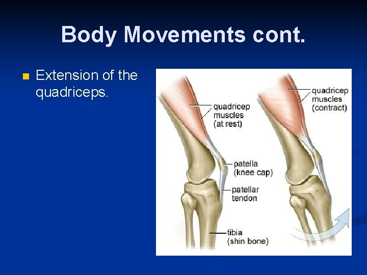 Body Movements cont. n Extension of the quadriceps. 