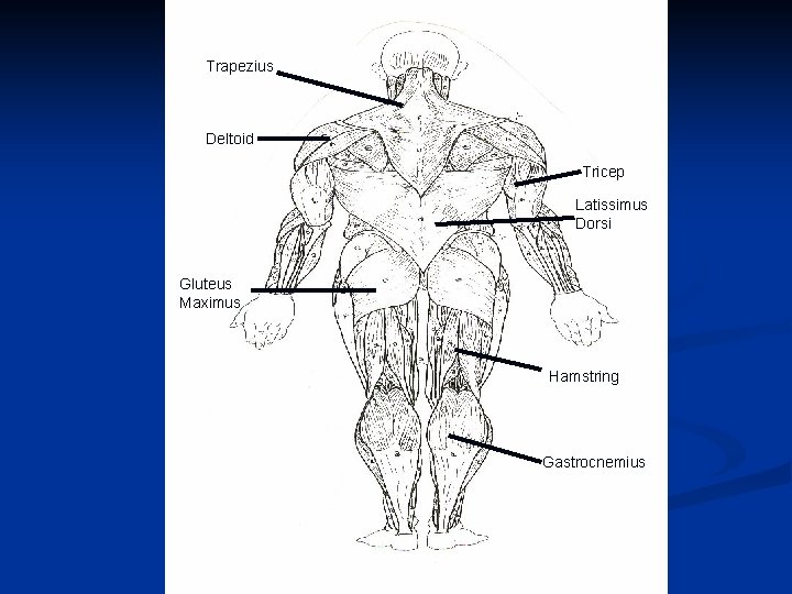 Trapezius Deltoid Tricep Latissimus Dorsi Gluteus Maximus Hamstring Gastrocnemius 