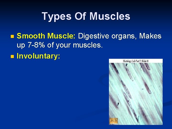 Types Of Muscles Smooth Muscle: Digestive organs, Makes up 7 -8% of your muscles.