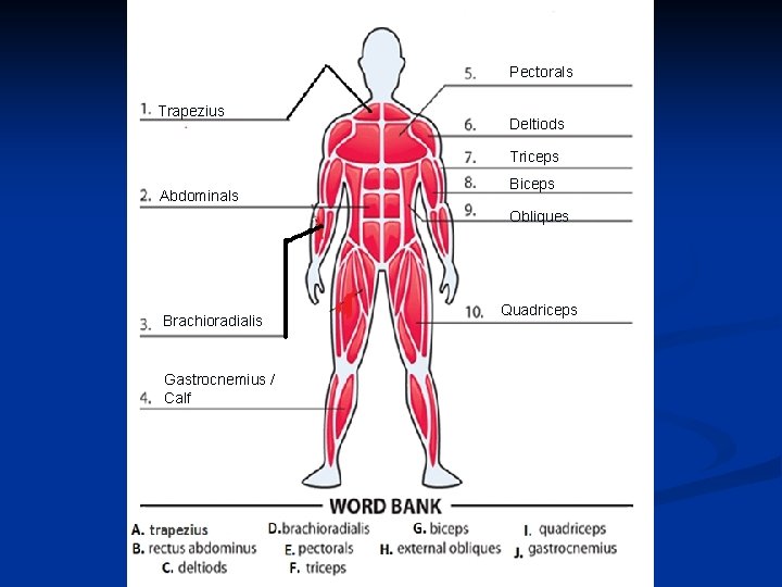 Pectorals Trapezius Deltiods Triceps Abdominals Biceps Obliques Brachioradialis Gastrocnemius / Calf Quadriceps 