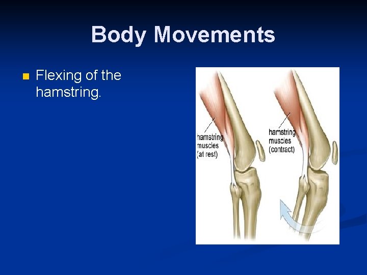 Body Movements n Flexing of the hamstring. 