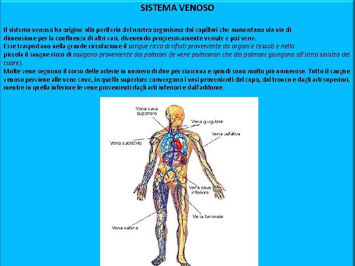 SISTEMA VENOSO Il sistema venoso ha origine alla periferia del nostro organismo dai capillari