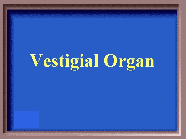 Vestigial Organ 