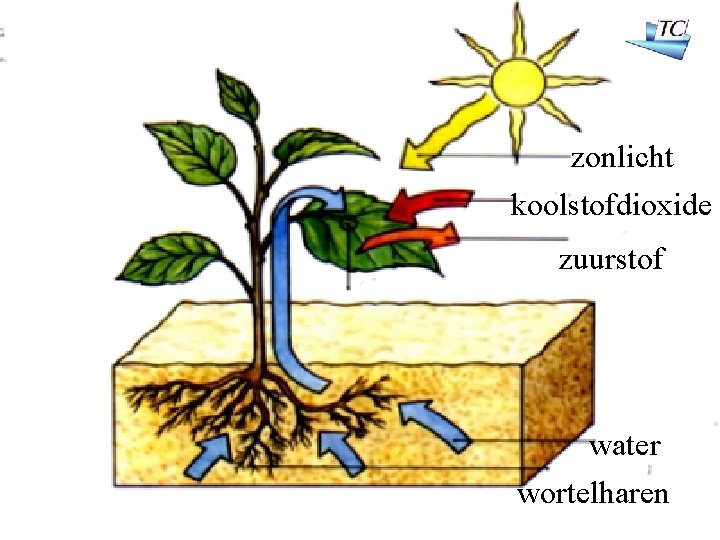 zonlicht koolstofdioxide zuurstof water wortelharen 