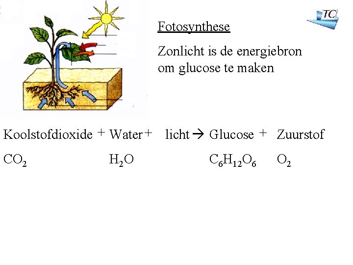 Fotosynthese Zonlicht is de energiebron om glucose te maken Koolstofdioxide + Water + licht