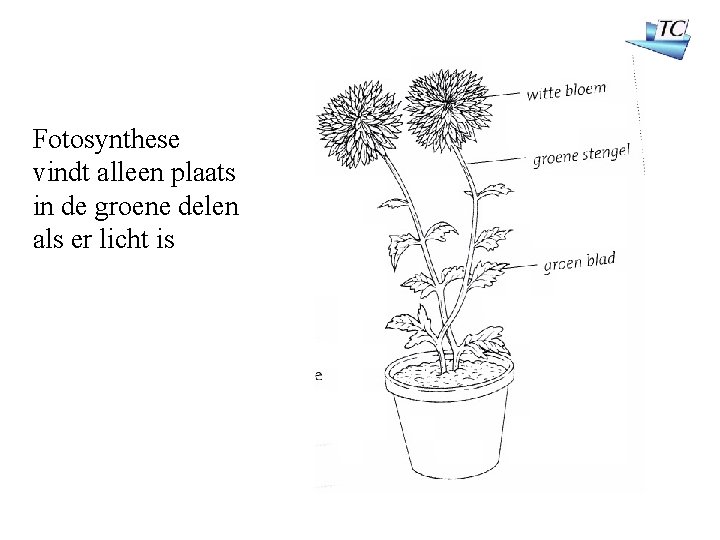 Fotosynthese vindt alleen plaats in de groene delen als er licht is 