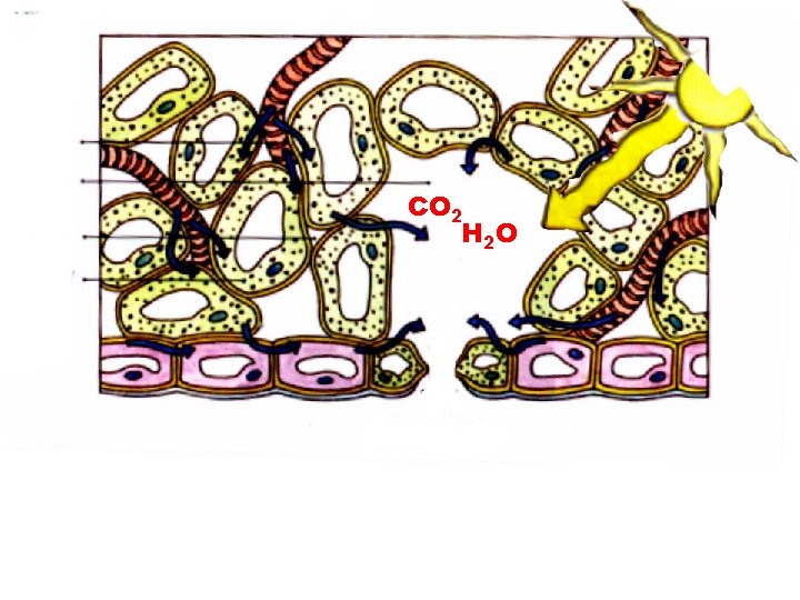 CO 2 H 2 O 