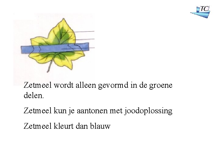 Zetmeel wordt alleen gevormd in de groene delen. Zetmeel kun je aantonen met joodoplossing Zetmeel wordt alleen gevormd in de groene delen. Zetmeel kun je aantonen met joodoplossing