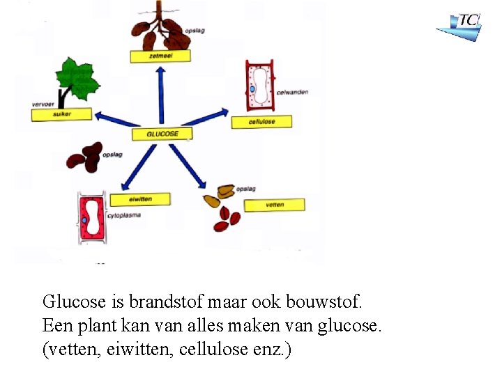 Glucose is brandstof maar ook bouwstof. Een plant kan van alles maken van glucose.