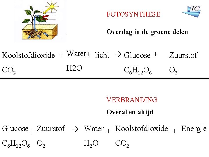 FOTOSYNTHESE Overdag in de groene delen Koolstofdioxide + Water + licht Glucose + CO