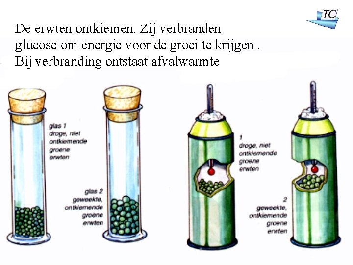 De erwten ontkiemen. Zij verbranden glucose om energie voor de groei te krijgen. Bij