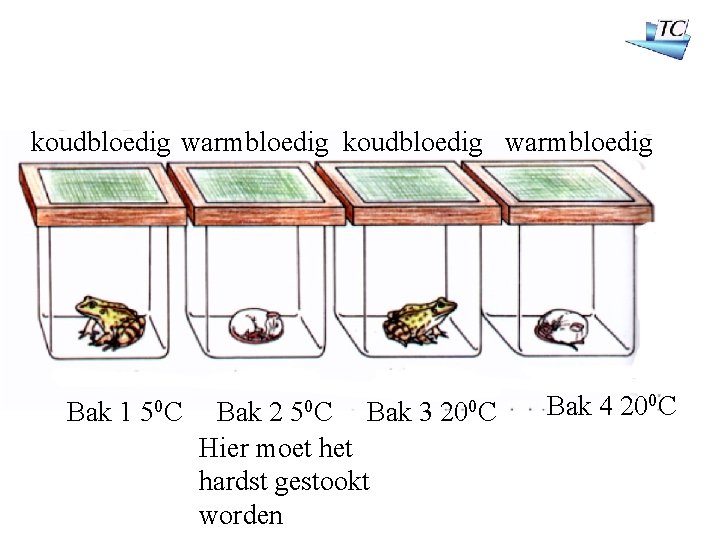 koudbloedig warmbloedig Bak 1 50 C Bak 2 Bak 3 Hier moet hardst gestookt