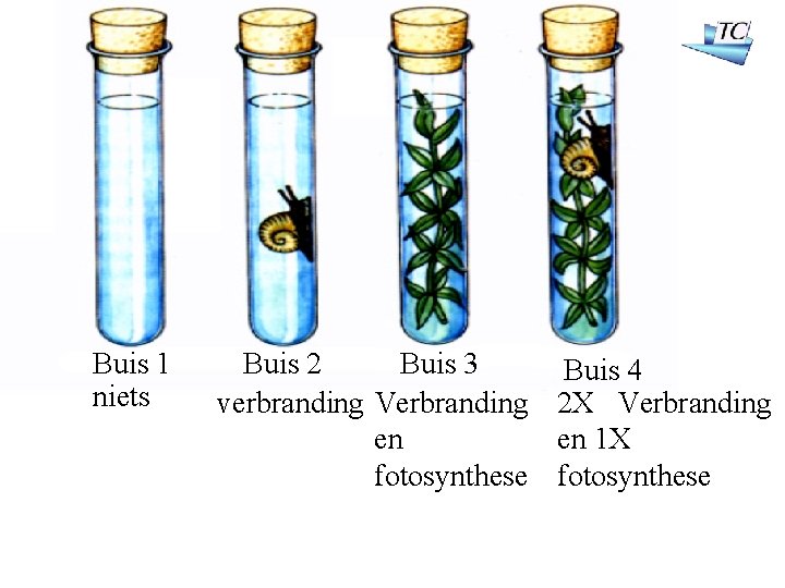 Buis 1 niets Buis 2 Buis 3 Buis 4 verbranding Verbranding 2 X Verbranding