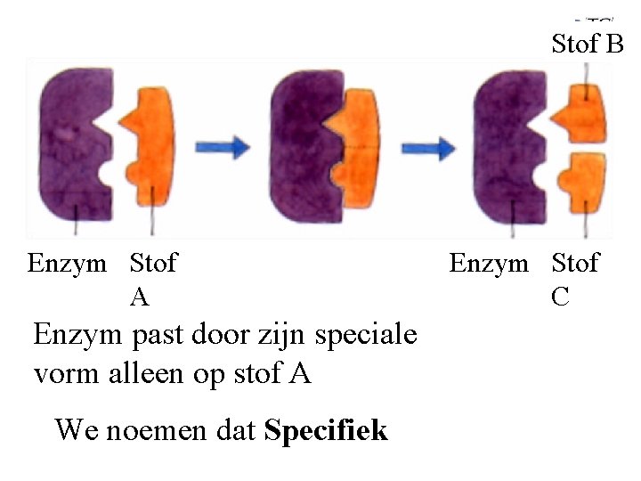 Stof B Enzym Stof A Enzym past door zijn speciale vorm alleen op stof