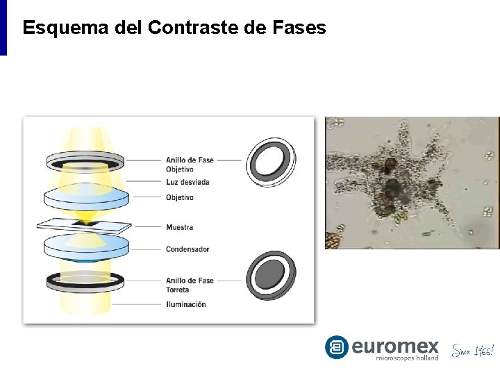 Esquema del Contraste de Fases 