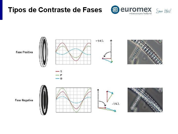 Tipos de Contraste de Fases 