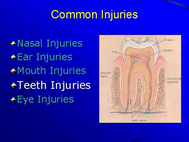 Common Injuries Nasal Injuries Ear Injuries Mouth Injuries Teeth Injuries Eye Injuries 