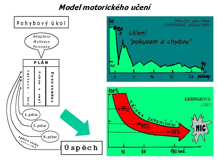 Model motorického učení PAVLOV - pes (1904) THORNDIKE - kočka (1906) 