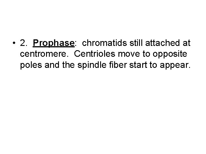  • 2. Prophase: chromatids still attached at centromere. Centrioles move to opposite poles