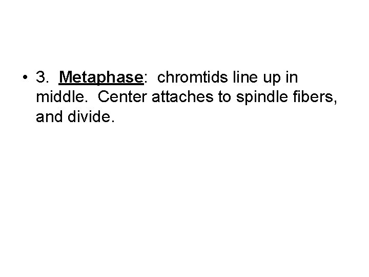  • 3. Metaphase: chromtids line up in middle. Center attaches to spindle fibers,