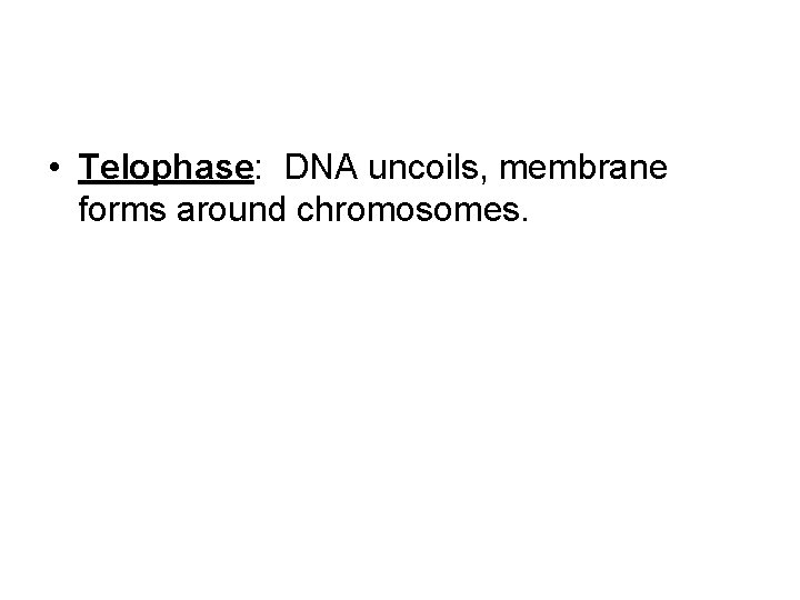  • Telophase: DNA uncoils, membrane forms around chromosomes. 