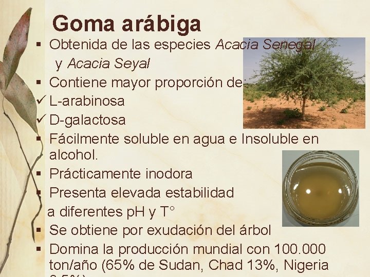 Goma arábiga § Obtenida de las especies Acacia Senegal y Acacia Seyal § Contiene