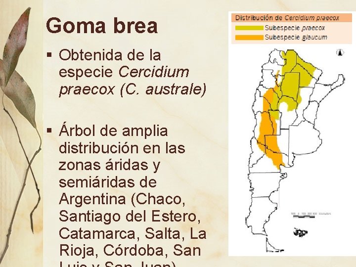 Goma brea § Obtenida de la especie Cercidium praecox (C. australe) § Árbol de