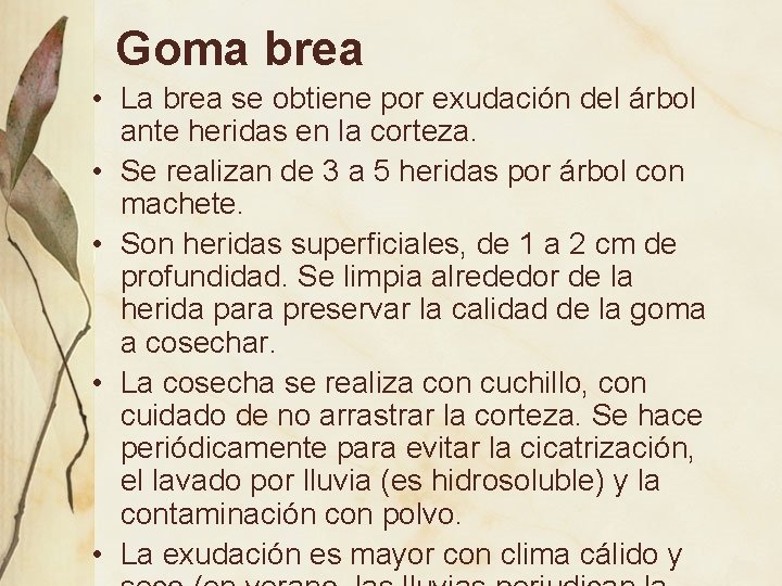 Goma brea • La brea se obtiene por exudación del árbol ante heridas en