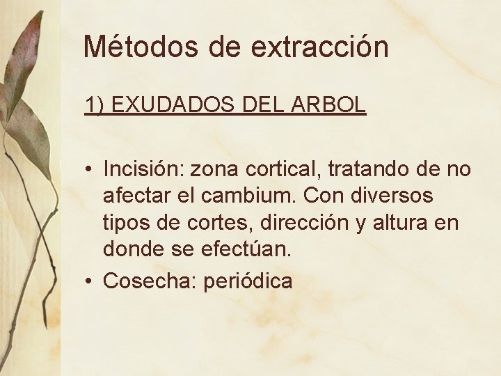 Métodos de extracción 1) EXUDADOS DEL ARBOL • Incisión: zona cortical, tratando de no