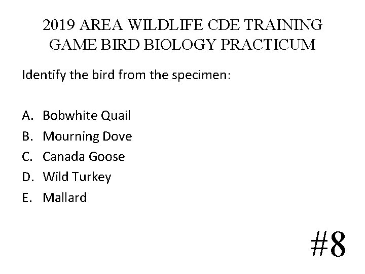 2019 AREA WILDLIFE CDE TRAINING GAME BIRD BIOLOGY PRACTICUM Identify the bird from the 2019 AREA WILDLIFE CDE TRAINING GAME BIRD BIOLOGY PRACTICUM Identify the bird from the