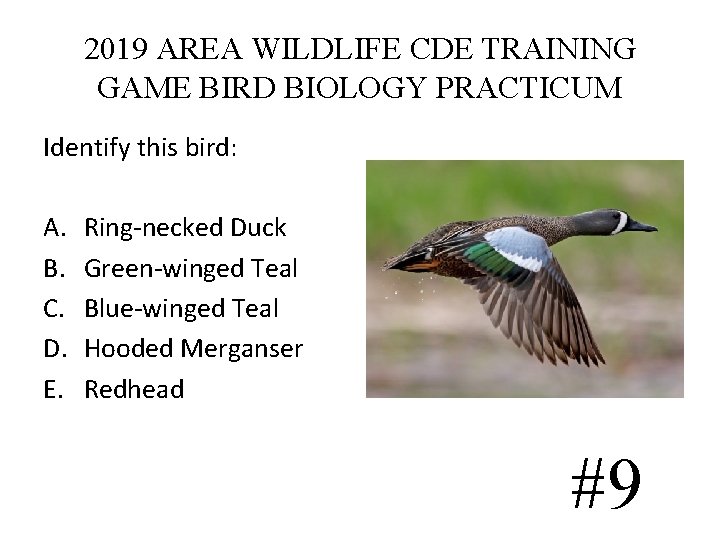 2019 AREA WILDLIFE CDE TRAINING GAME BIRD BIOLOGY PRACTICUM Identify this bird: A. B. 2019 AREA WILDLIFE CDE TRAINING GAME BIRD BIOLOGY PRACTICUM Identify this bird: A. B.