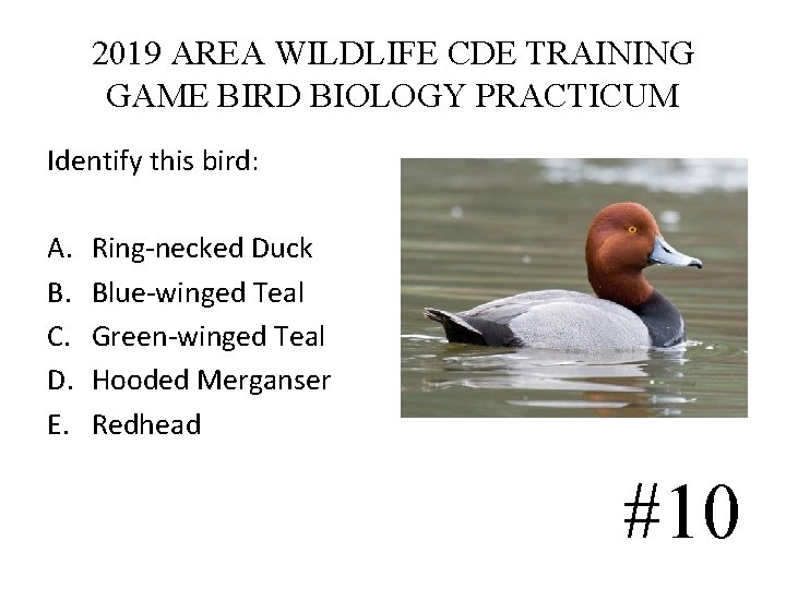 2019 AREA WILDLIFE CDE TRAINING GAME BIRD BIOLOGY PRACTICUM Identify this bird: A. B. 2019 AREA WILDLIFE CDE TRAINING GAME BIRD BIOLOGY PRACTICUM Identify this bird: A. B.