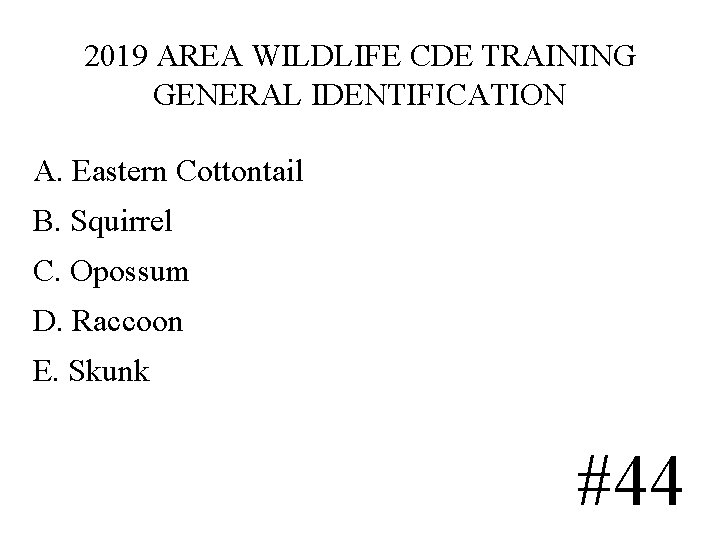 2019 AREA WILDLIFE CDE TRAINING GENERAL IDENTIFICATION A. Eastern Cottontail B. Squirrel C. Opossum 2019 AREA WILDLIFE CDE TRAINING GENERAL IDENTIFICATION A. Eastern Cottontail B. Squirrel C. Opossum