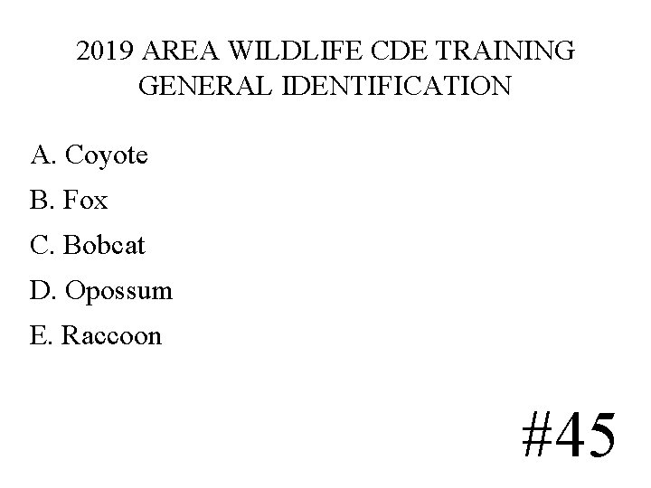 2019 AREA WILDLIFE CDE TRAINING GENERAL IDENTIFICATION A. Coyote B. Fox C. Bobcat D. 2019 AREA WILDLIFE CDE TRAINING GENERAL IDENTIFICATION A. Coyote B. Fox C. Bobcat D.