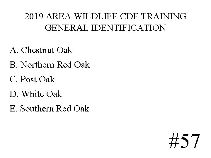 2019 AREA WILDLIFE CDE TRAINING GENERAL IDENTIFICATION A. Chestnut Oak B. Northern Red Oak 2019 AREA WILDLIFE CDE TRAINING GENERAL IDENTIFICATION A. Chestnut Oak B. Northern Red Oak