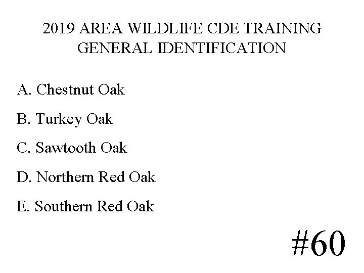 2019 AREA WILDLIFE CDE TRAINING GENERAL IDENTIFICATION A. Chestnut Oak B. Turkey Oak C. 2019 AREA WILDLIFE CDE TRAINING GENERAL IDENTIFICATION A. Chestnut Oak B. Turkey Oak C.